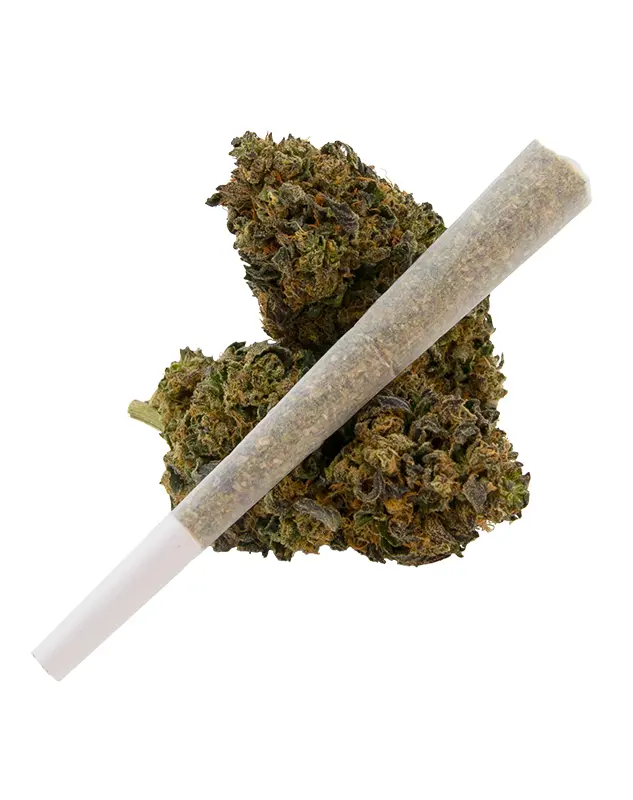 1.5g Diamond Knock-Out THCA Infused Pre-Roll - Image 2